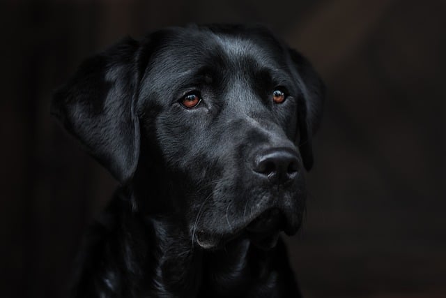 Labrador
