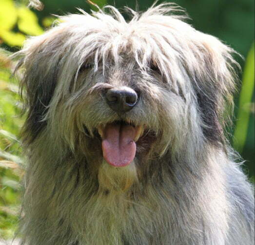 Pyrenese Herdershond (4)