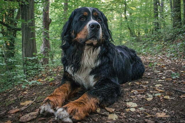 Berner Sennenhond (1)