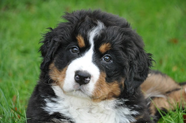 Berner Sennenhond (2)