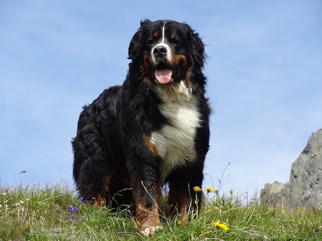 Berner Sennenhond (3)