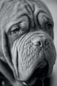 Bullmastiff (3)