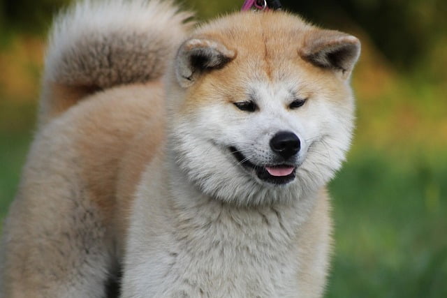 Akita (1)