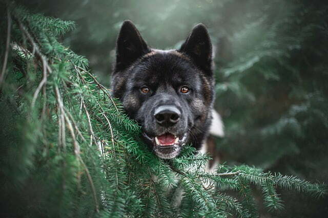 Akita (3)