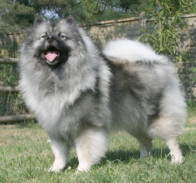 Grote Keeshond (2)