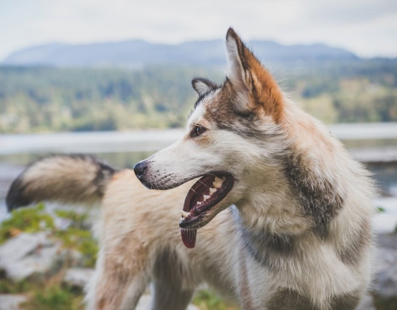 Oost-Siberische laika (5)