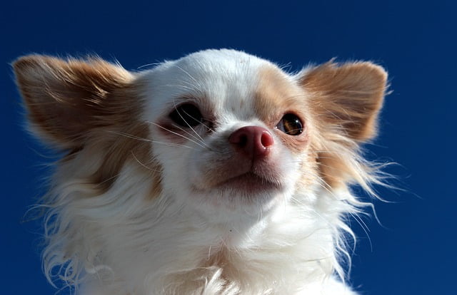 Chihuahua (3)