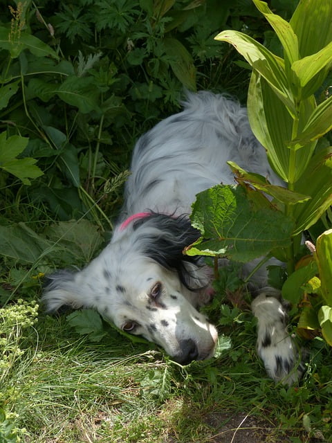 Engelse Setter