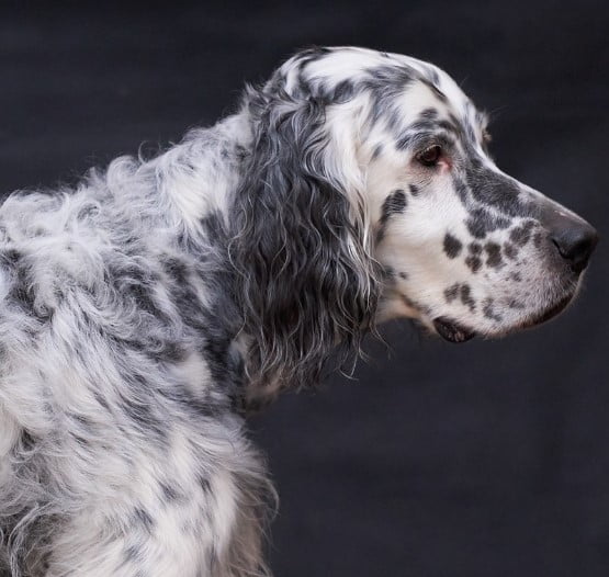 Engelse setter (1)