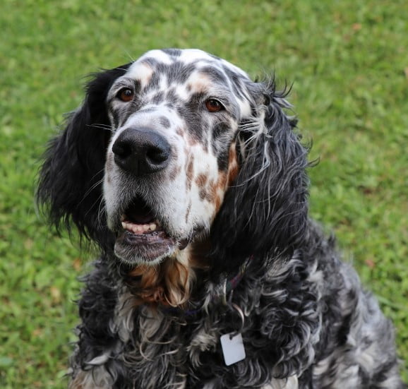 Engelse setter (4)