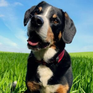 Entlebucher sennenhond
