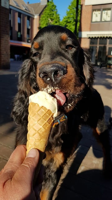 Gordon setter (1)