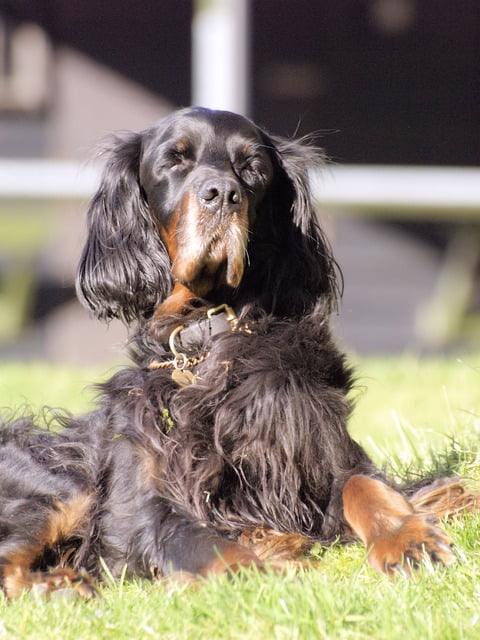 Gordon setter (2)