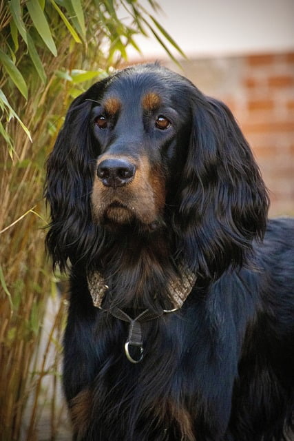 Gordon setter (3)