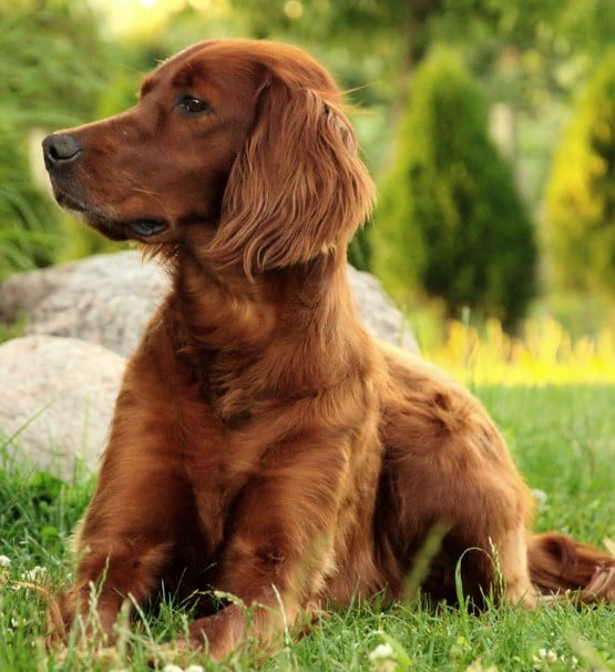 Ierse Setter (1)