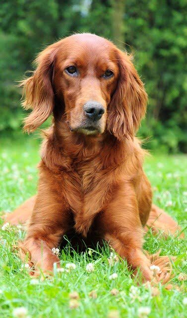 Ierse Setter (2)