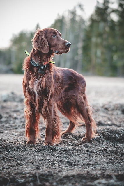Ierse Setter (3)