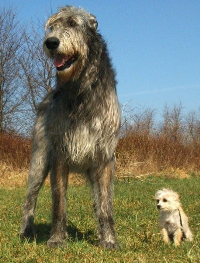 Ierse wolfshond (1)