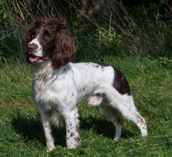 Rood-Witte Ierse Setter (1)