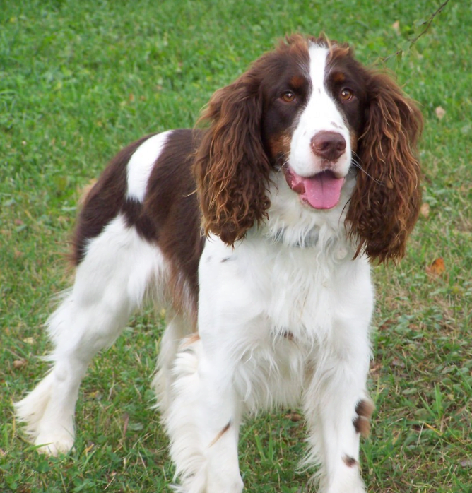 Rood-Witte Ierse Setter (1)