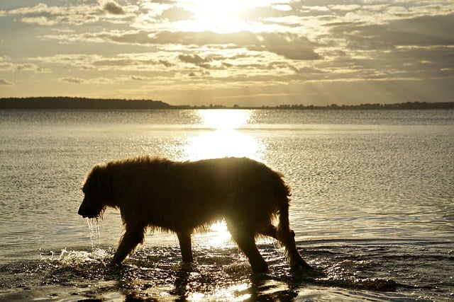 irish-wolfhound-1799034_640
