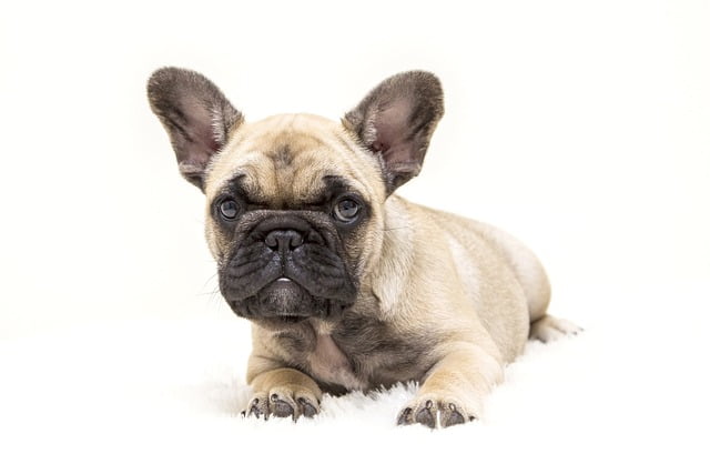 stoere hond